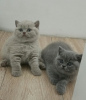 Photo №1. british shorthair - for sale in the city of Brodnica | 845$ | Announcement № 114825