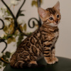 Photo №2 to announcement № 87677 for the sale of bengal cat - buy in Lithuania 