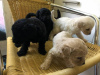 Photo №2 to announcement № 37086 for the sale of labrador retriever - buy in Russian Federation 