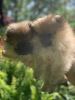 Photo №3. Pomeranian spitz puppies. Ukraine