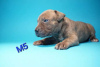 Additional photos: American Pit Bull Terrier puppies