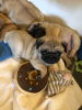 Photo №1. pug - for sale in the city of Berlin | 449$ | Announcement № 95867