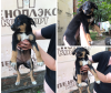 Photo №1. non-pedigree dogs - for sale in the city of Krasnodar | Is free | Announcement № 7520