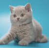 Photo №2 to announcement № 123933 for the sale of british shorthair - buy in Czech Republic private announcement