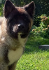 Photo №2 to announcement № 30241 for the sale of american akita - buy in Poland private announcement