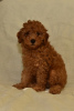 Additional photos: Miniature poodle