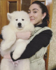 Photo №1. samoyed dog - for sale in the city of Kishinev | 317$ | Announcement № 45557