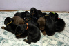 Photo №1. non-pedigree dogs - for sale in the city of Belgrade | negotiated | Announcement № 66728