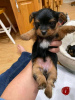 Photo №1. non-pedigree dogs - for sale in the city of Манчестер | 402$ | Announcement № 68021