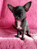 Photo №1. chihuahua - for sale in the city of Minsk | negotiated | Announcement № 90468