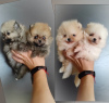 Photo №1. pomeranian - for sale in the city of Minsk | 300$ | Announcement № 116098