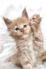 Photo №4. I will sell maine coon in the city of Ohio City. breeder - price - negotiated