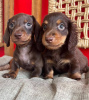 Photo №1. non-pedigree dogs - for sale in the city of Kingston | negotiated | Announcement № 51351