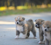 Additional photos: Akita Inu puppies