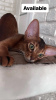 Photo №1. abyssinian cat - for sale in the city of Gomel | negotiated | Announcement № 52261