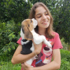 Photo №2 to announcement № 119513 for the sale of beagle - buy in Germany private announcement