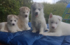 Photo №4. I will sell siberian husky in the city of Bonn. private announcement - price - 317$