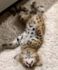 Additional photos: serval kittens