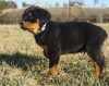 Photo №1. rottweiler - for sale in the city of New York | Is free | Announcement № 59079