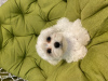 Photo №2 to announcement № 51702 for the sale of maltese dog - buy in Ukraine 