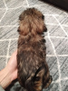 Photo №4. I will sell shih tzu in the city of Зарасай. private announcement, breeder - price - 520$