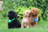 Photo №1. poodle (toy) - for sale in the city of Voronezh | negotiated | Announcement № 31543