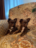 Photo №4. I will sell chihuahua in the city of Раубичи. breeder - price - 550$