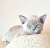 Photo №2 to announcement № 38477 for the sale of burmese cat - buy in Netherlands breeder