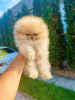 Photo №4. I will sell pomeranian in the city of Нови Сад.  - price - negotiated