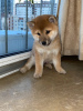 Additional photos: Shiba Inu Puppies