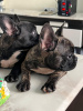 Photo №2 to announcement № 117385 for the sale of french bulldog - buy in France breeder