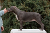 Photo №1. american bully - for sale in the city of Krasnodar | negotiated | Announcement № 84654