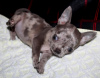 Photo №1. chihuahua - for sale in the city of Wedge | negotiated | Announcement № 30080