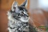 Photo №4. I will sell maine coon in the city of St. Petersburg. private announcement, from nursery, breeder - price - 476$