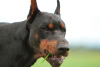 Photo №4. I will sell dobermann in the city of Omsk. private announcement, breeder - price - 5435$