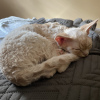 Photo №2 to announcement № 22755 for the sale of devon rex - buy in Poland breeder