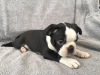 Photo №4. I will sell non-pedigree dogs in the city of Bamberg. private announcement - price - Is free