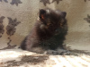 Photo №1. pomeranian - for sale in the city of Zaporizhia | negotiated | Announcement № 5719