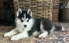 Photo №1. siberian husky - for sale in the city of The Settlement | negotiated | Announcement № 52224