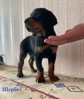 Photo №1. gordon setter - for sale in the city of Скреблово | 260$ | Announcement № 6041