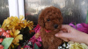 Photo №1. poodle (toy) - for sale in the city of Bucharest | 317$ | Announcement № 70072