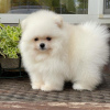 Additional photos: Pomeranian puppies for sale.