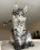 Photo №1. maine coon - for sale in the city of Берлингероде | negotiated | Announcement № 115755