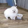 Photo №1. pomeranian - for sale in the city of Гамбург | 380$ | Announcement № 121534