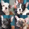 Photo №1. french bulldog - for sale in the city of Texas City | negotiated | Announcement № 95878