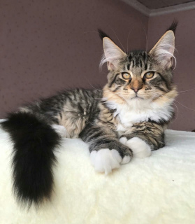 Photo №4. I will sell maine coon in the city of Chelyabinsk. from nursery - price - 418$