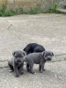 Additional photos: Cane Corso puppies
