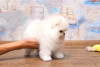 Additional photos: Pomeranian spitz girl KSU bear buy dog tsucenya puppy gift