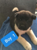 Photo №2 to announcement № 115349 for the sale of akita - buy in United States breeder