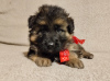Additional photos: Long Haired German Shepherd - PUPPIES FCI